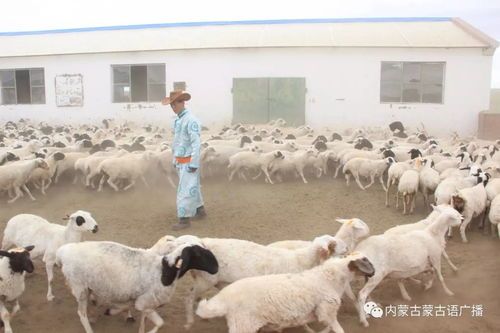 三羊品牌的原型究竟是啥？财经圈里不可忽视的硬核设计 