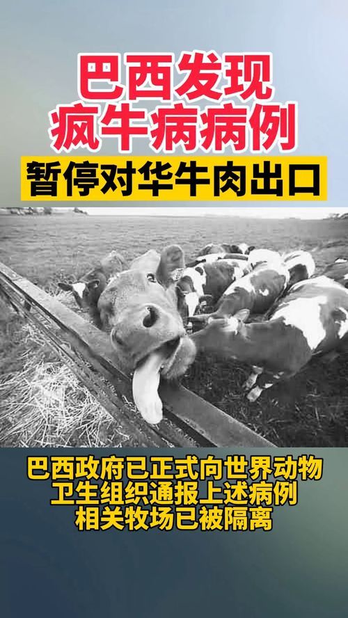 巴西疯牛病风波：从牧场到股市的“牛戏” 